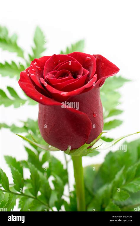 Red rose cut out hi-res stock photography and images - Alamy