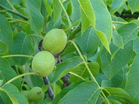 Walnut Leaves Tea – Cleanses the Blood, Lowers Blood Sugar, and Promotes a Healthy Stomach and ...