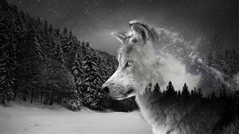 Silver Wolf | Wolf wallpaper, Wolf background, Laptop wallpaper desktop wallpapers