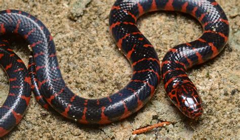 Eastern mud snake | Deadly animals, Snake, Snake wallpaper