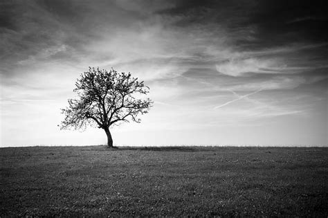 HD wallpaper: grayscale photo of bare tree, sunny, Baum, Herbst, Leica ...