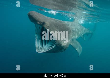 basking shark feeding in the UK Stock Photo: 14211426 - Alamy