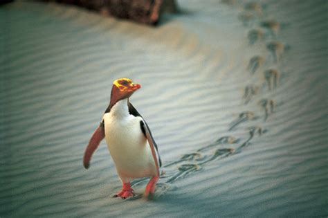 8 Best Places to See Penguins in New Zealand | Penguins, New zealand travel guide, New zealand ...