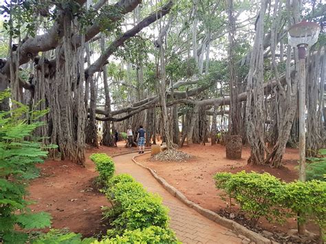 Big Banyan Tree Bangalore Travel Guide | A Perfect Destination For Half ...