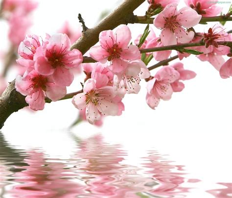 Peach Blossom Wallpapers - Wallpaper Cave