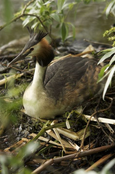 Grebe Free Photo Download | FreeImages