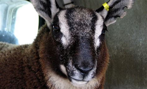 Debunking the Geep: How Many Sheep-Goat Hybrids Are Real? - Modern Farmer