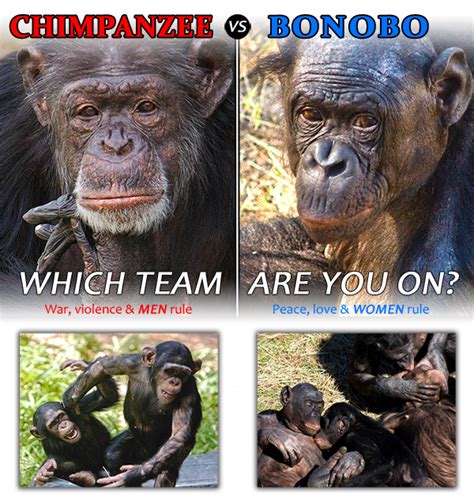 Chimpanzee vs Bonobo - Which team are you on?, page 1