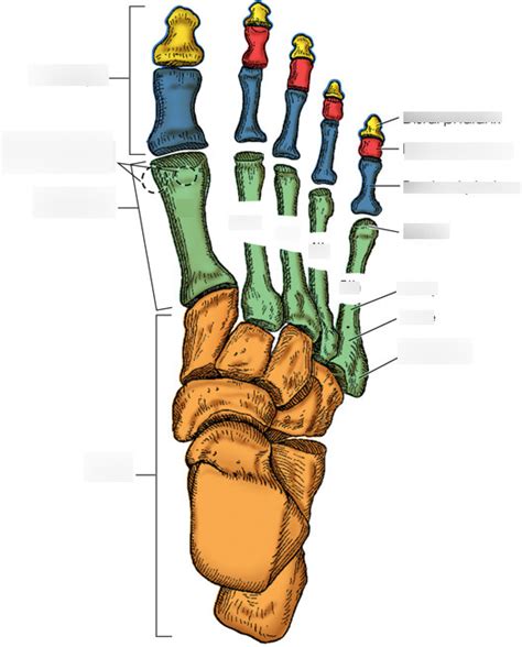 RT10 Anatomy and Projections 1 (Foot) Diagram | Quizlet