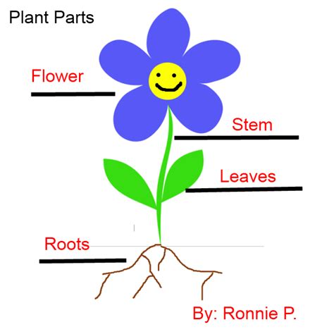 PARTS OF FLOWER :: PARTS OF PLANT :: KINDERGARTEN WORKSHEET GUIDE