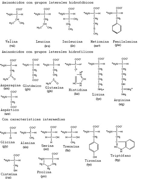 BIOQUÍMICA (2014): AMINOÁCIDOS Y PROTEÍNAS