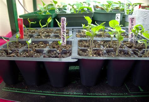 Less Noise, More Green: Germinating seeds indoors: some like it hot ...