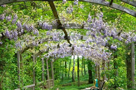 An Easy, Practical Care Guide for Your Beautiful Wisteria Vine - Garden ...