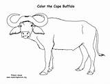 Cape Buffalo Coloring Page sketch template