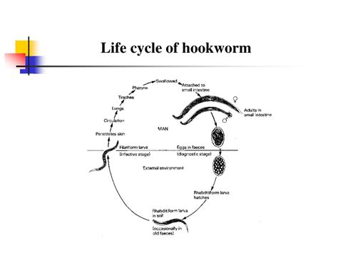 PPT - Hookworms PowerPoint Presentation, free download - ID:9410906