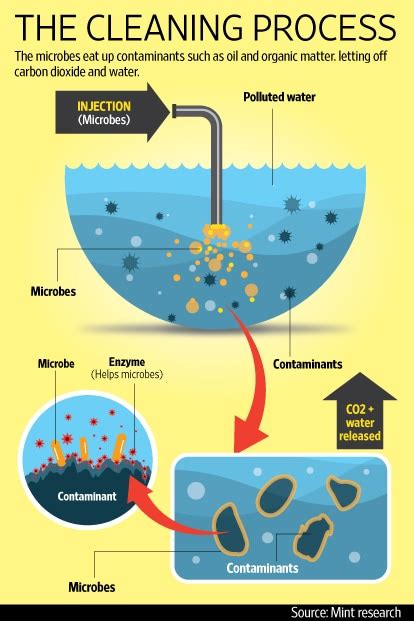 Which Is Not an Indigenous Microbe Used for Bioremediation