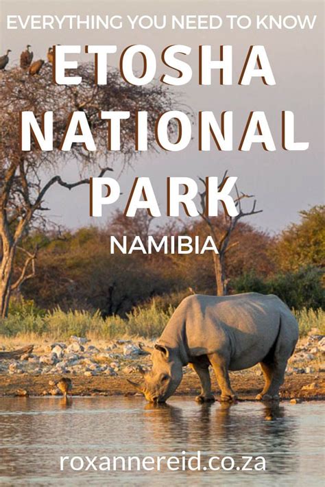 Etosha National Park: the ultimate guide | National parks, Wildlife ...