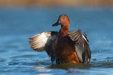 Cinnamon Teal by Rick Evets on 500px | Teal, Teal duck, Animals