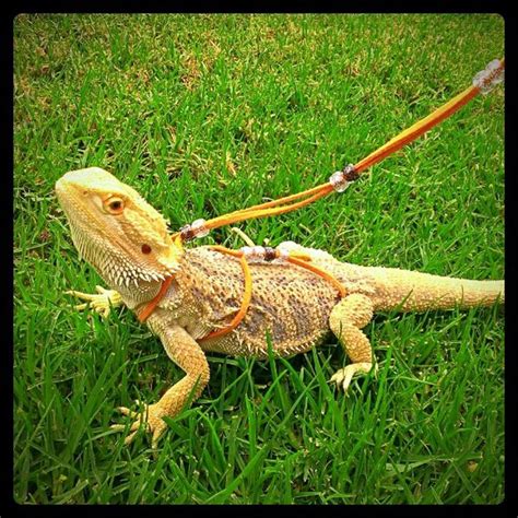 20+ Different Types of Bearded Dragons with Colors, Species and ...