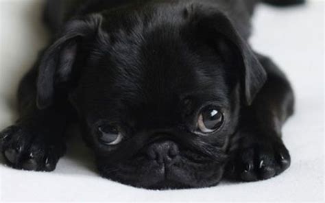 🔥 [70+] Black Pug Wallpapers | WallpaperSafari