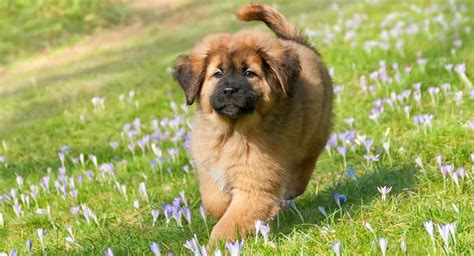 Lion Mastiff Dog Images | vlr.eng.br