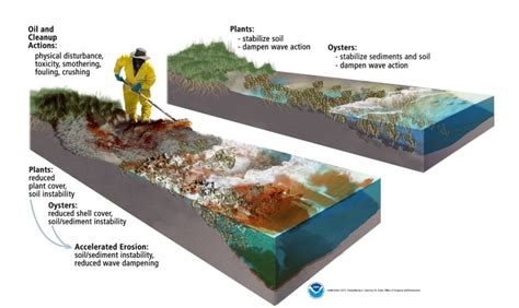 A Decade Later: Advances in Oil Spill Science Since Deepwater Horizon | response.restoration ...