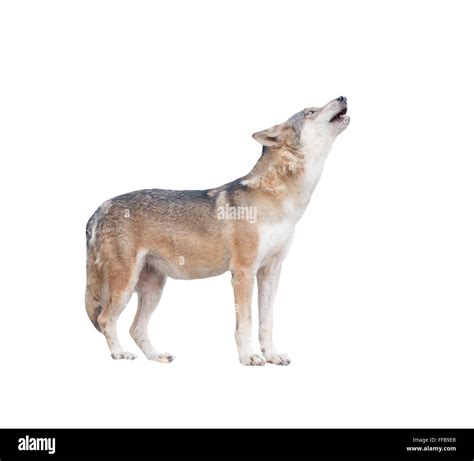 gray wolf howling isolated on white background Stock Photo - Alamy