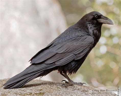 Winter Raven Photography Difference Between Crows And Ravens #Coolguide ...