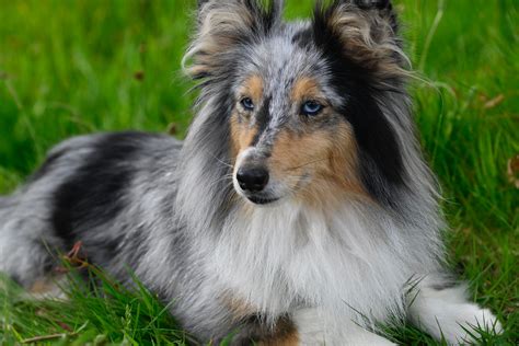 Collie And Sheltie Photos, Download The BEST Free Collie And Sheltie Stock Photos & HD Images