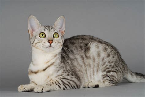 Egyptian Mau Breed Profile - Cat-World