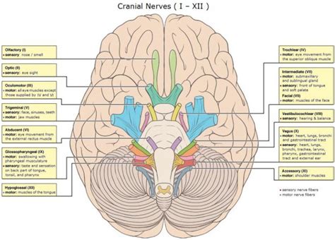 Cranial Nerves - Function, Table, Anatomy and FAQs