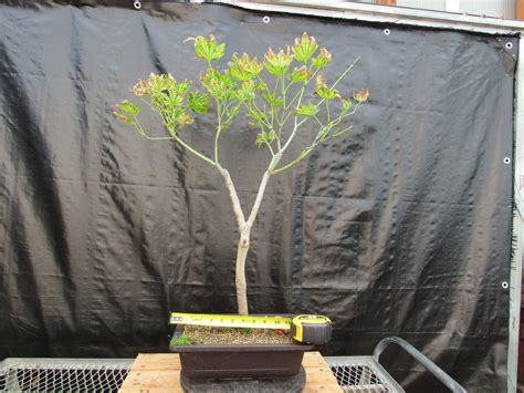 27 Year Old Variegated Japanese Maple Specimen Bonsai Tree