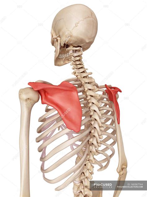 Shoulder Blade Anatomy Diagram