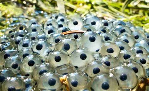 Daur Hidup Katak Mulai dari Telur, Berudu hingga Katak Dewasa