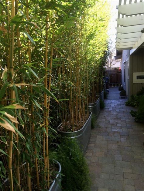 Don Shor: Ideas for privacy: hedges, vines, bamboo | Privacy ...