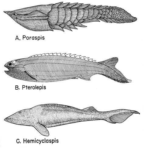 Ostracoderms are jawless, armored fish who had large bony shields on the head with rod-like ...