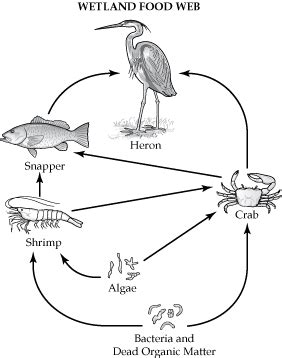 Labeled Wetland Food Web