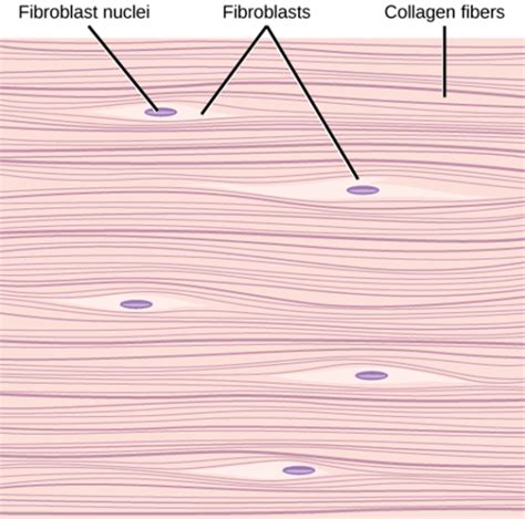 Dense regular connective tissue - Definition and Examples - Biology ...