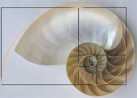 Fibonacci sequence appear frequently in nature - elegantkoti