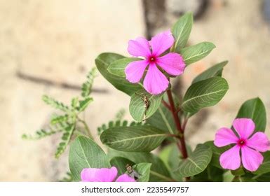 12,544 Catharanthus Images, Stock Photos & Vectors | Shutterstock