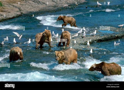 Brown Bears Grizzly Bears Fishing for Salmon McNeil River Alaska Alaska ...