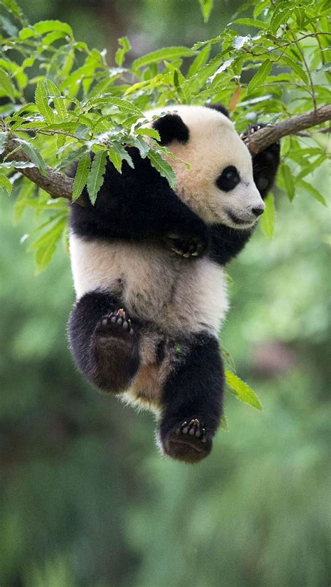 Collection of Over 999+ Stunning High Definition Panda Images in Full ...