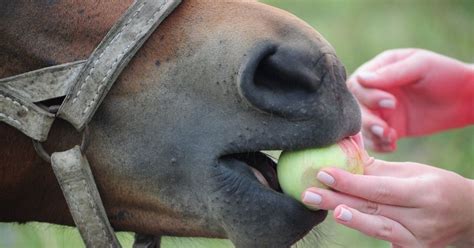 Can Horses Eat Apples? - National Equine