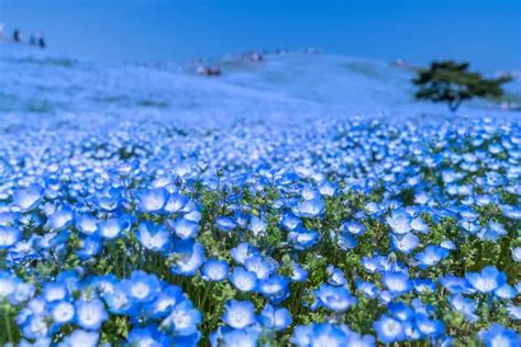 Nemophila Flowers: 5 Splendid Locations to Visit in Spring - Japan Travel Guide MATCHA