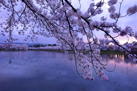 Akita Cherry Blossom Photo Destinations - Mato Park - JAPAN DREAMSCAPES