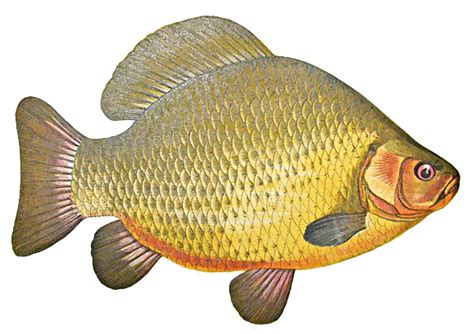 Carp clipart 20 free Cliparts | Download images on Clipground 2024