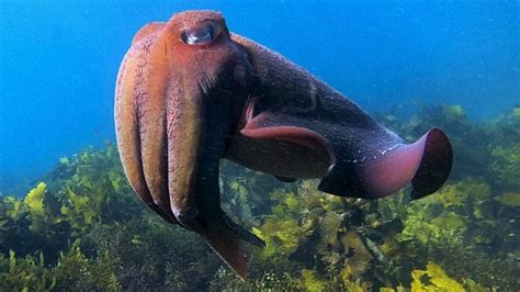 Giant Cuttlefish in Cabbage Tree Bay | News Local