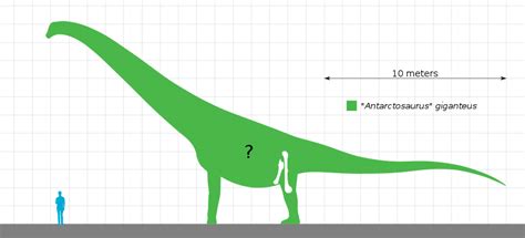 File:"Antarctosaurus" giganteus Size Chart.svg - Wikimedia Commons