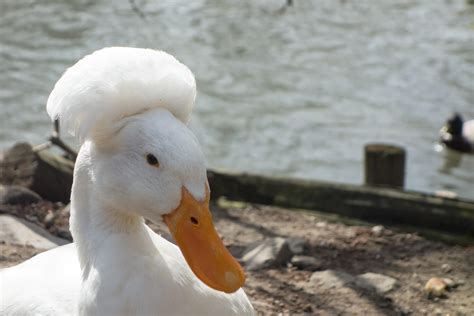 Duck Breeds: 14 Breeds YOU Could Own and Their Facts at a Glance