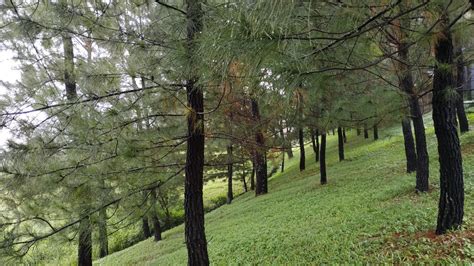 Pohon Pinus